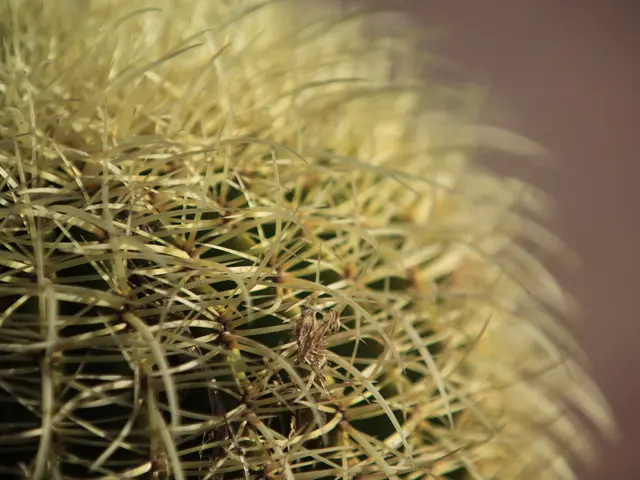 Guidelines on Tending to Cacti