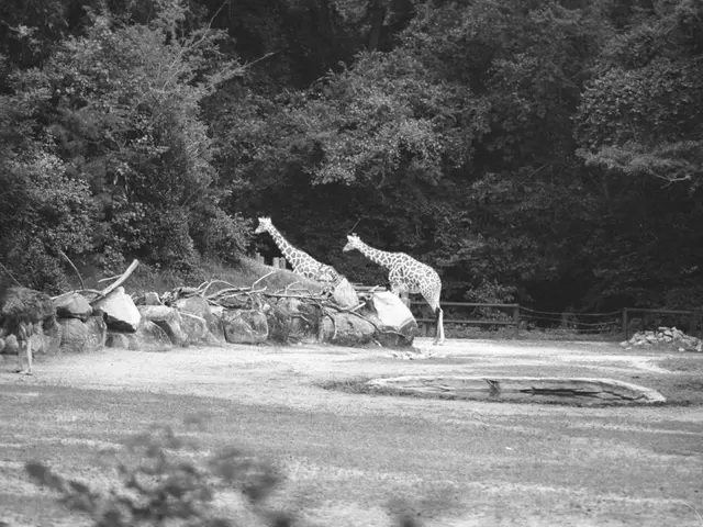 Zoological park revels in the arrival of the new canine addition