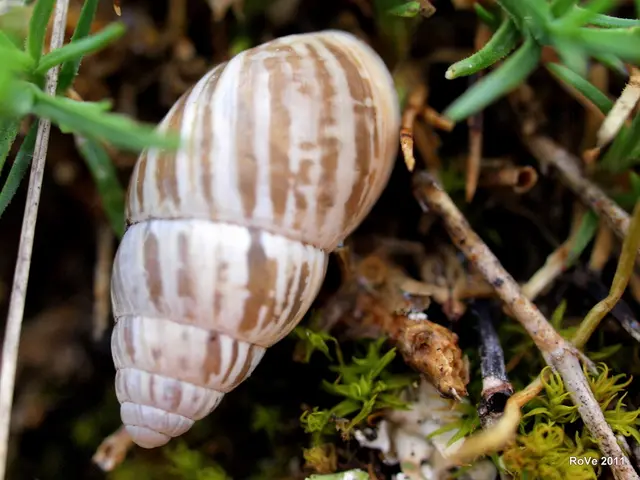 Utilizing Seaweed for Garden Composting Technique