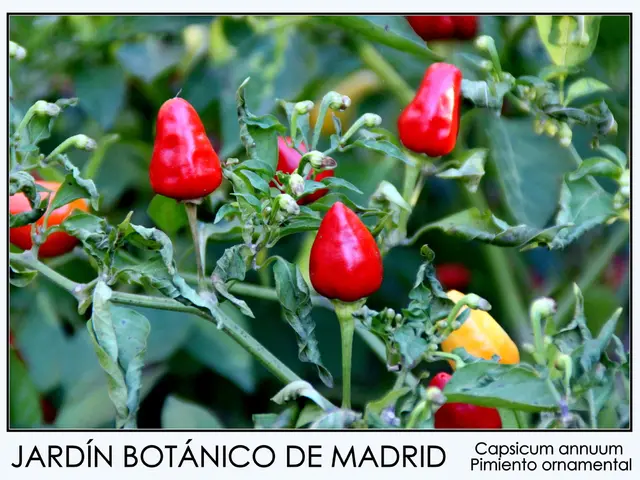 Indoor Spice Plant Winter Maintenance Guidelines