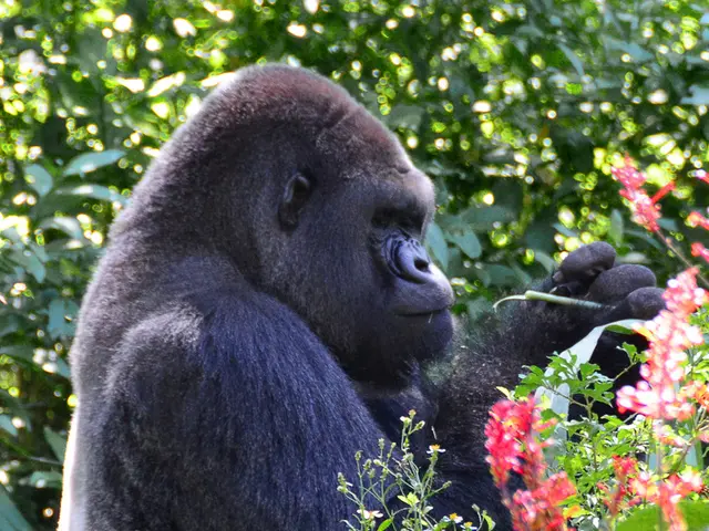 Zoo celebrates the arrival of a critically endangered newborn gorilla, marking a decade-long...