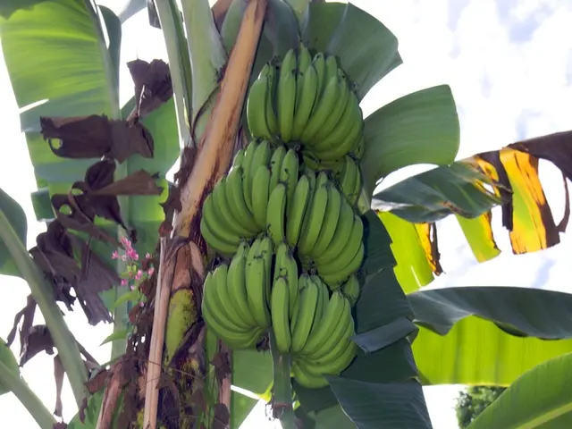 Uncovering Surprising Applications of Banana Plants You Might Not Be Aware Of