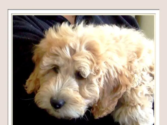 Maintaining canine claw health at its peak: Ensure you pet's paws stay pristine with top-notch dog...