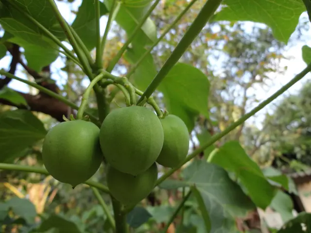 Large sum of money, two million euros, spent on planting 30,000 fruit trees.