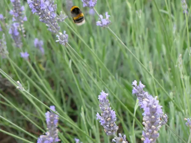 Snap a picture and aid in bee conservation!