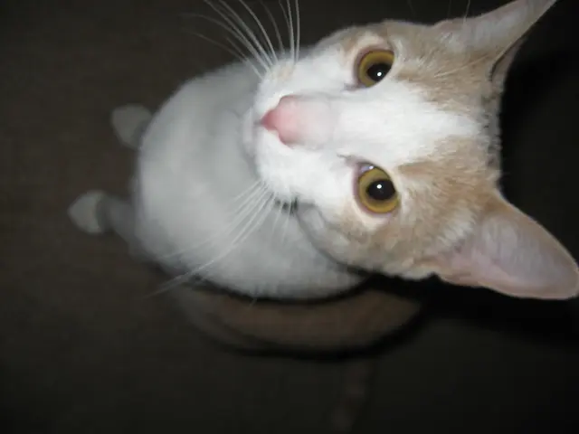 Discovering the Preferred Feline Breeds? Get Insights Here!