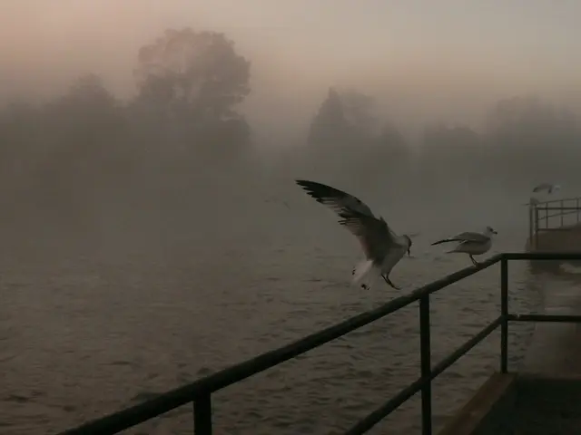 Top Picks for Rain Barrels: 2024's Recommended Models