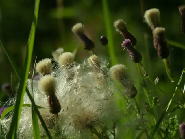Lawn Care Simplified: Embracing Grasscycling for Vibrant Greenery