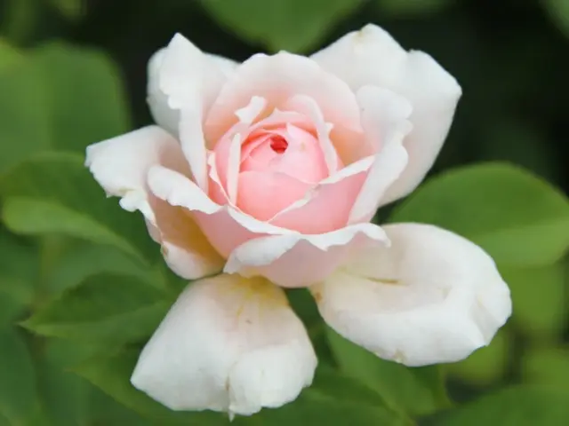 Blossoming Petunia-caprisula, a humble addition to the home garden, exhibits an extraordinary...