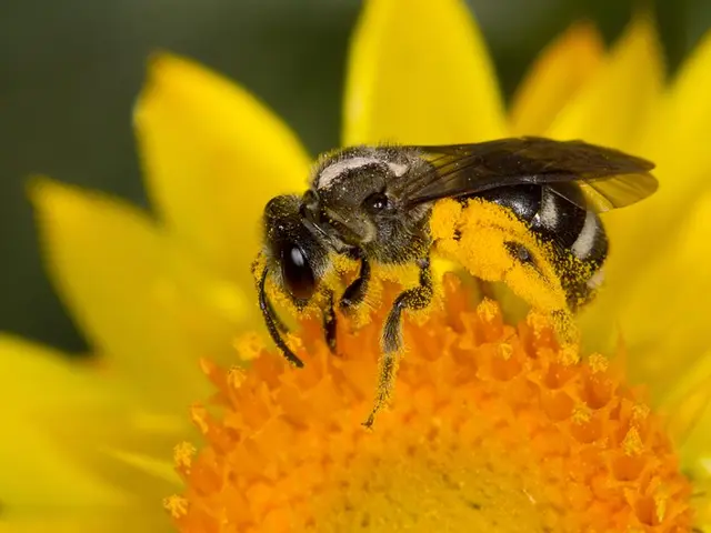 Top 15 Outdoor Yellow Jacket Traps for a Pest-Free Yard in 2025