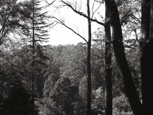 Practical Tree Maintenance Guidelines for Personal Property Owners