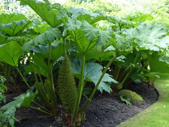 Three Effective Soil Blends Suitable for Planting Pots and Elevated Gardens