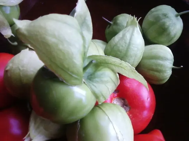 Cycle of crop succession in farming