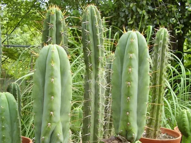 Tips for Nurturing Succulent Cacti