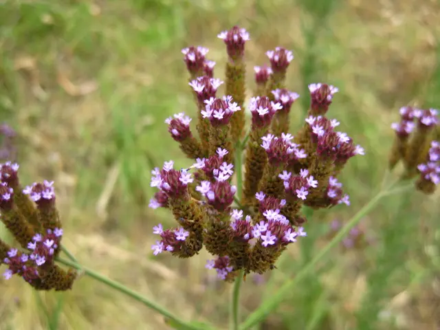 Spot the imperfections: Can you find the discrepancies in the blooming flower images?