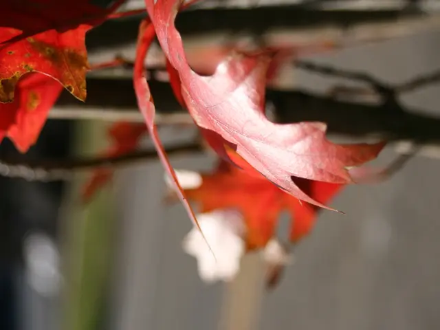 Brown Japanese maple leaves: 5 prevalent reasons (including solutions to revive your tree), as...