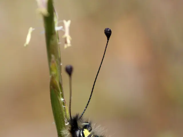 Historical Society in Delaware County Planning Insect Release Event