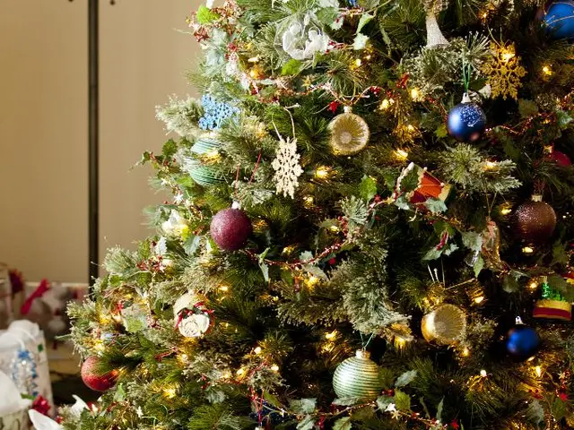 Festive Season Plant Gifts: Top Picks for You!