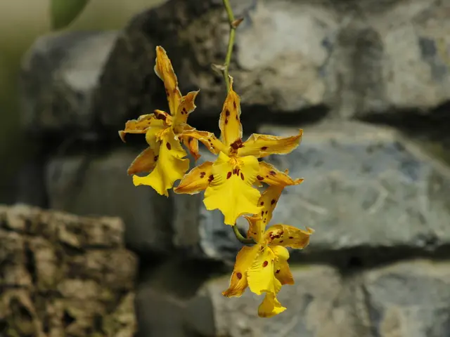 Recommended and Non-Recommended Plant Trimming Suggestions for the Current Month, as Suggested by...