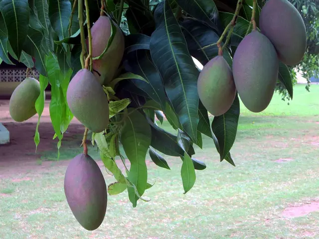 Registration of Arun Family's Getfarms Mango Orchard in Chengalpattu District