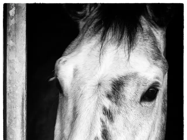 Essential and Indulgent Stable Items: Necessities and High-End Choices