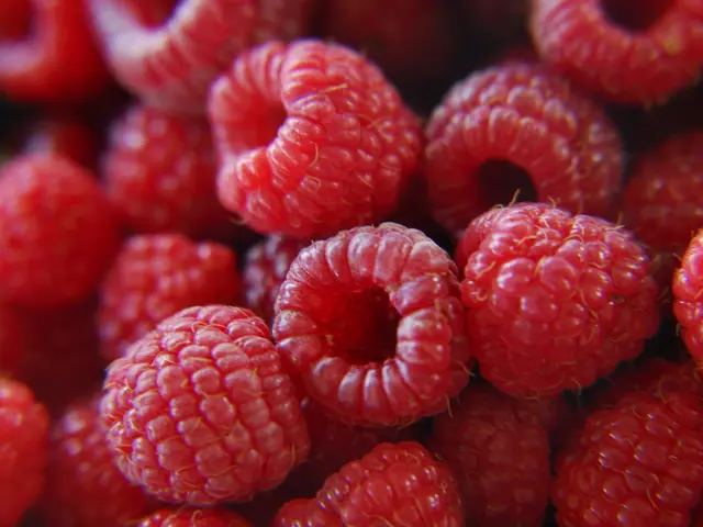 Berrypicking neighbors observe culprit in raspberry's flavorlessness: lesser-known factor unveiled