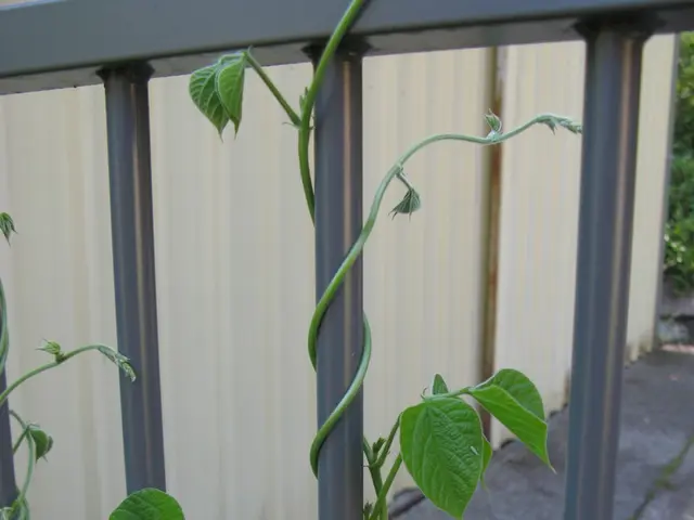 Top 10 Blooming Vines for a Vibrant and Cheerful Garden