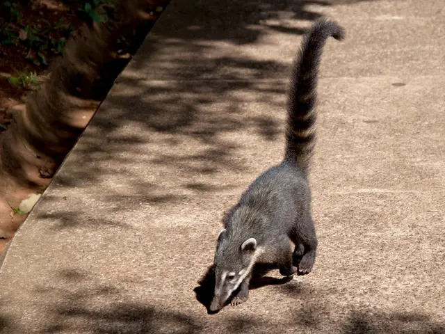 Gardening Alleviated My Lockdown Melancholy and COVID-19 Worry
