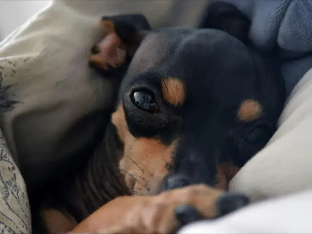 Costliest Pooches: 16 Canine Species with astronomical prices globally