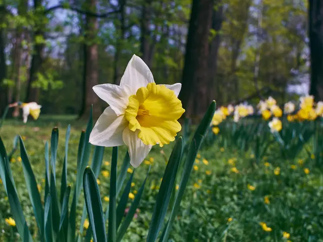"Seven Lovely, Blossoming Shrub Trees Ideal for Tight Spaces in Gardens and Containers"