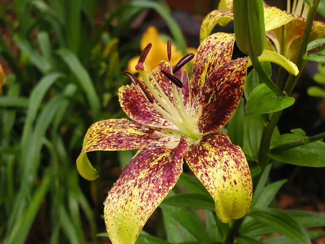 Petunias potentially entice hummingbirds to pay a visit, as they might hide hidden attractions to...