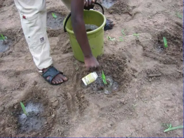 Creative Methods for Employing Buckets in the Garden, Unconventional Ideas You May Not Have...