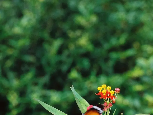 Garden Bloomers harboring a diverse array of Butterfly Species: