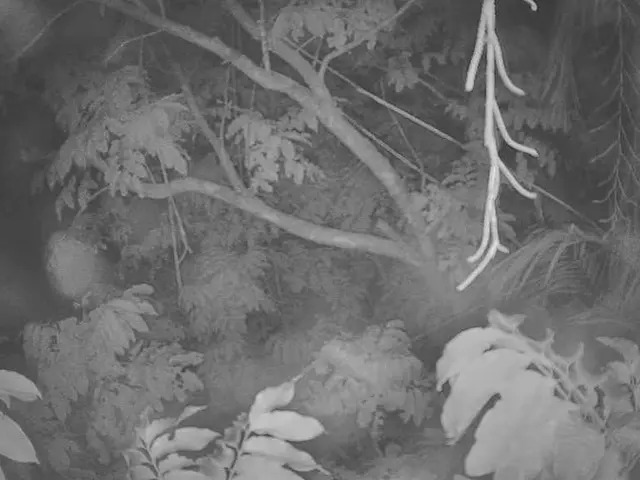 Free cleaning service for grand old trees offered in Latvia