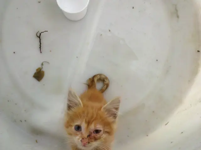 Exploring the Eco 4 Boiler Program: A Green Heating Alternative for Homeowners in the UK