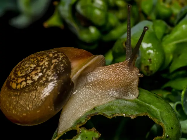 Popular snail-slime infused beauty cream is a top-selling product on Amazon.