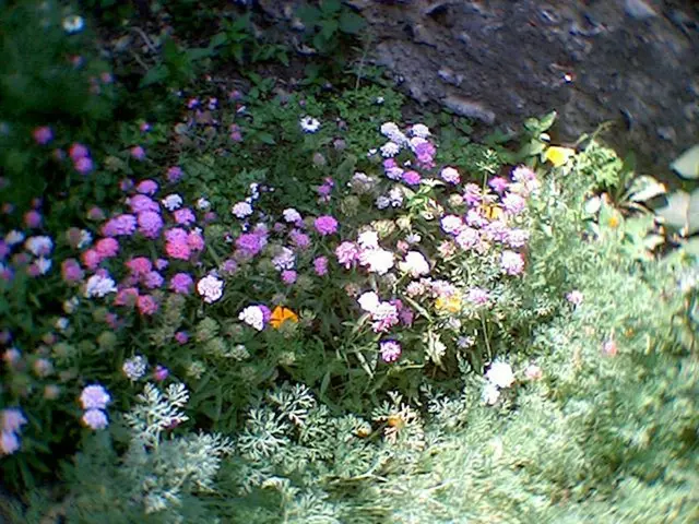 Expanding Your Orchid Family: Discover 4 Methods to Cultivate More of Your Favorite Plants