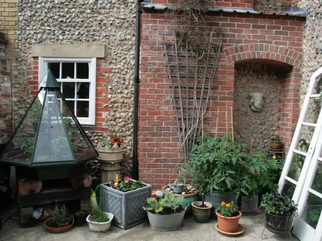 Nurturing Calla Lilies Indoors: A Guide on Cultivating this Exotic Blossom as a Home Plant