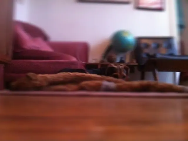 Seven habits detrimental to rug cleanliness you ought to abandon promptly to preserve your rugs –...