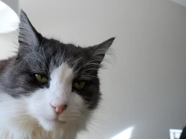 Cat collars offering tranquility in 2025 for managing feline anxiety