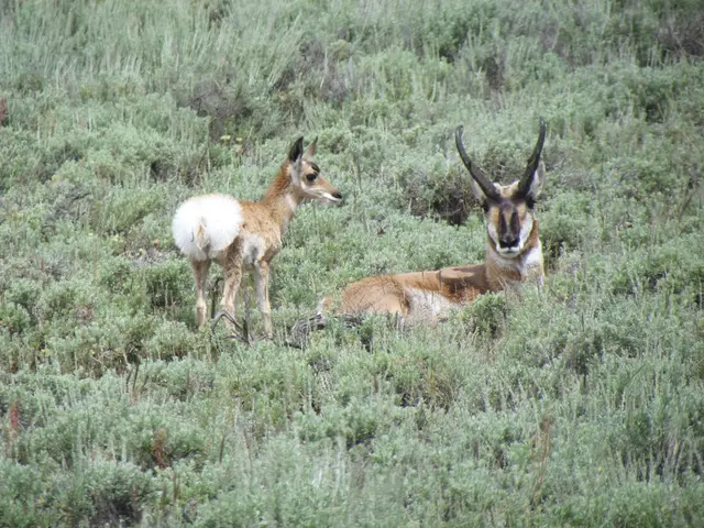 Affordable and Expert-Recommended Methods for Dissuading Deer from Your Property: Discover Three...