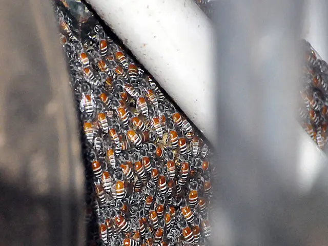 Effective Methods for Wasp Management in a Natural Way