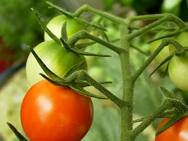 Avoiding 11 Common Missteps for Healthy and Flavorful Tomato Gardens