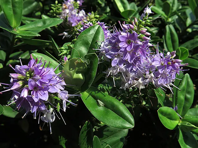 Exploring the Enhanced Advantages of Green Tea Extract in Hair Care Practices