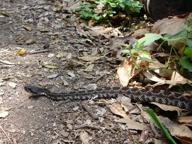 Venomous snakes are causing fatalities across our territory.