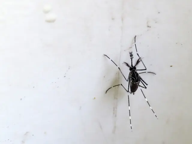 Experts argue that this pest's bites are more problematic than those of mosquitoes