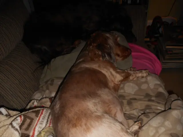 Enduring the UK's Sizzling Heatwave Without Air Conditioning - A £7 Amazon "Cooling Bed Spray"...