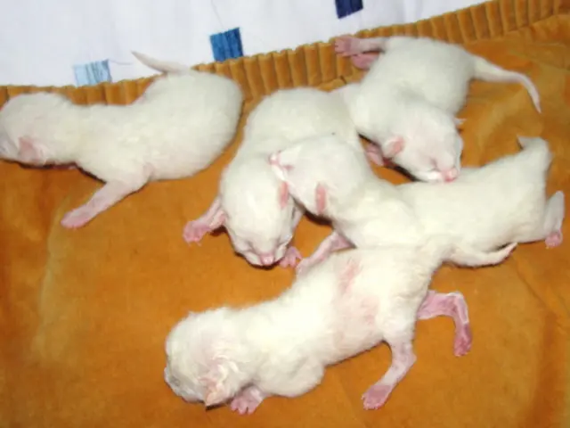 Large rats posing a issue in the UK, as confirmed by pest control professionals, following the...