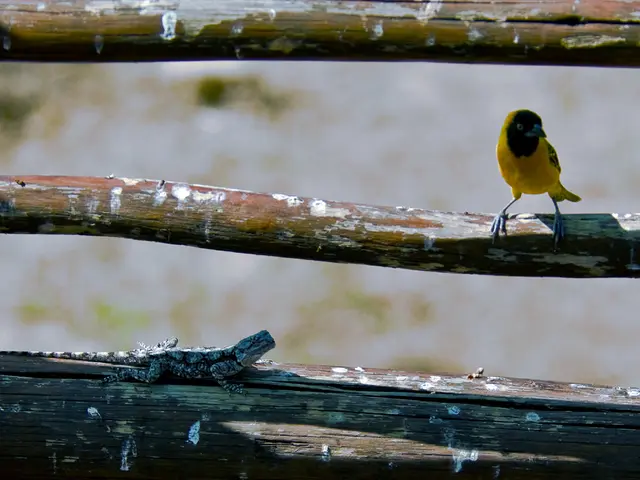 Fascinating Details about the Endangered Texas Salamander
