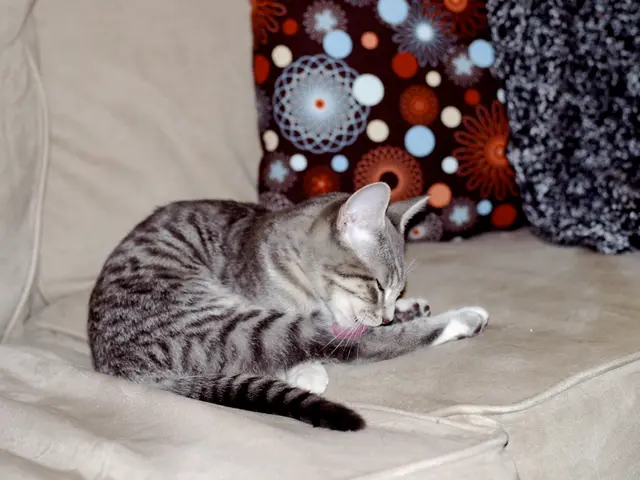 Simple Ways to Keep Your Feline Friend Comfortable During Heatwaves (Utilizing Household Items)